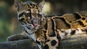 Obrázek k aktualitě: Chov pardála v ZOO končí, naše škola vybírá k adopci nové zvíře!