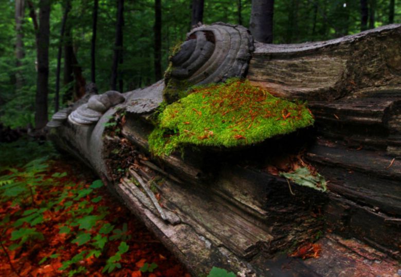 Prales Mionší, centrum URSUS – program Vodní svět Beskyd pod lupou